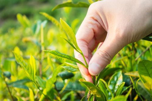 下沉市場中的黑馬 探訪茶巢奶茶，一杯茶的突圍之路